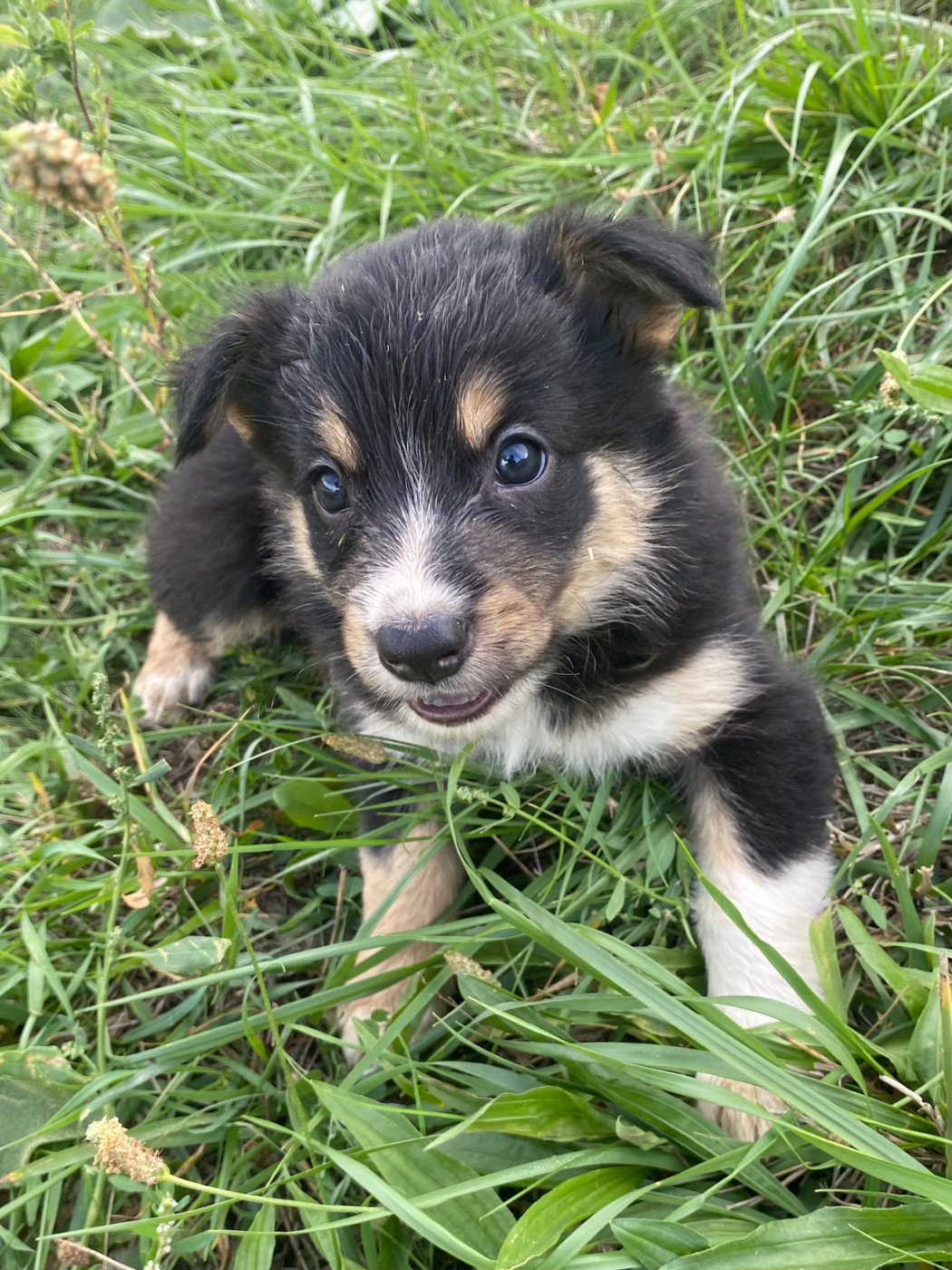 De L'Hubac De Lange - Chiots disponibles - Border Collie