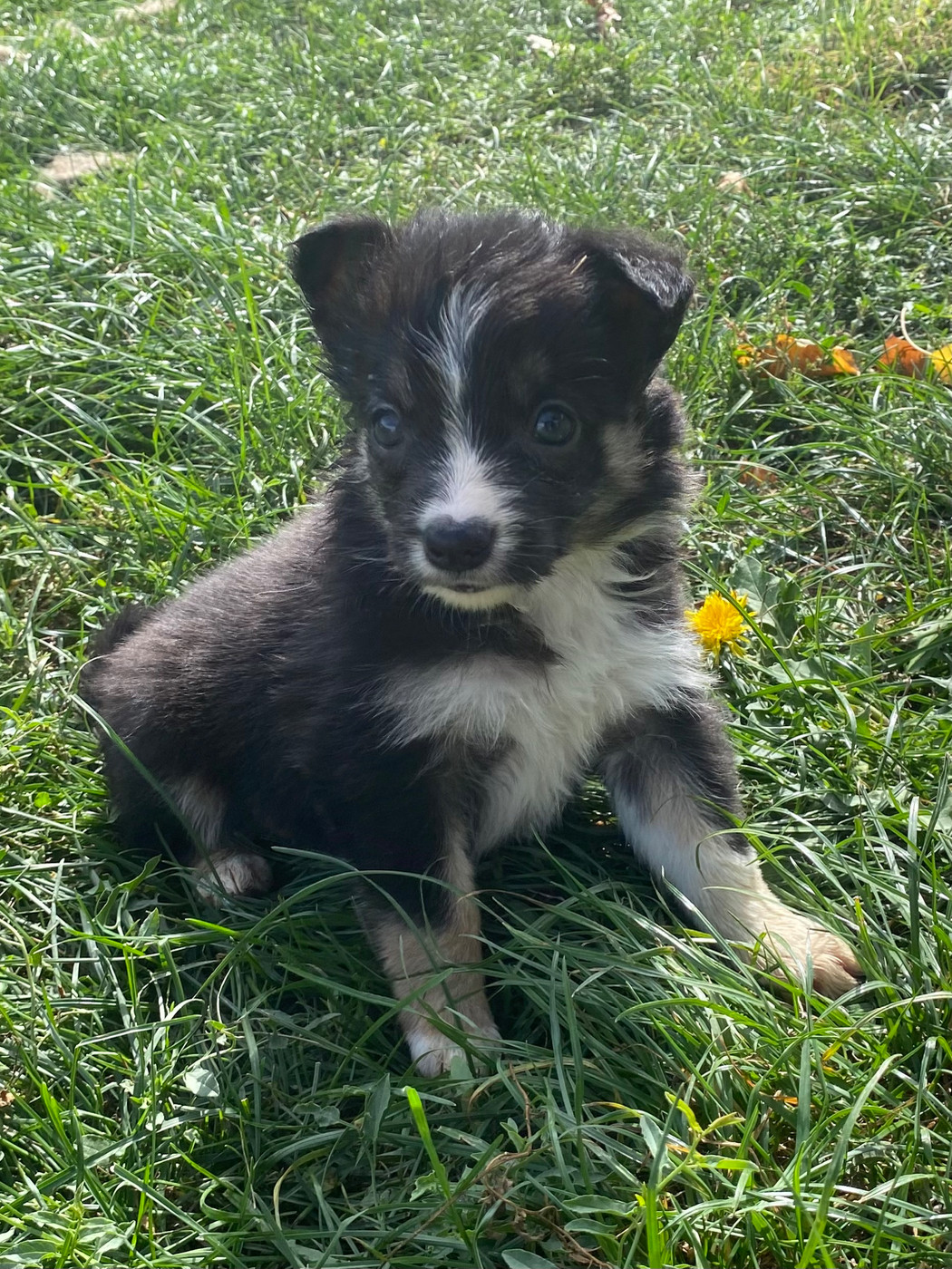 De L'Hubac De Lange - Chiots disponibles - Border Collie