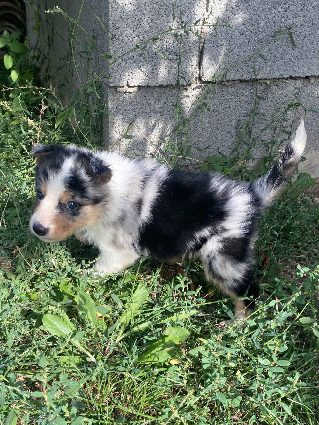 De L'Hubac De Lange - Chiots disponibles - Border Collie