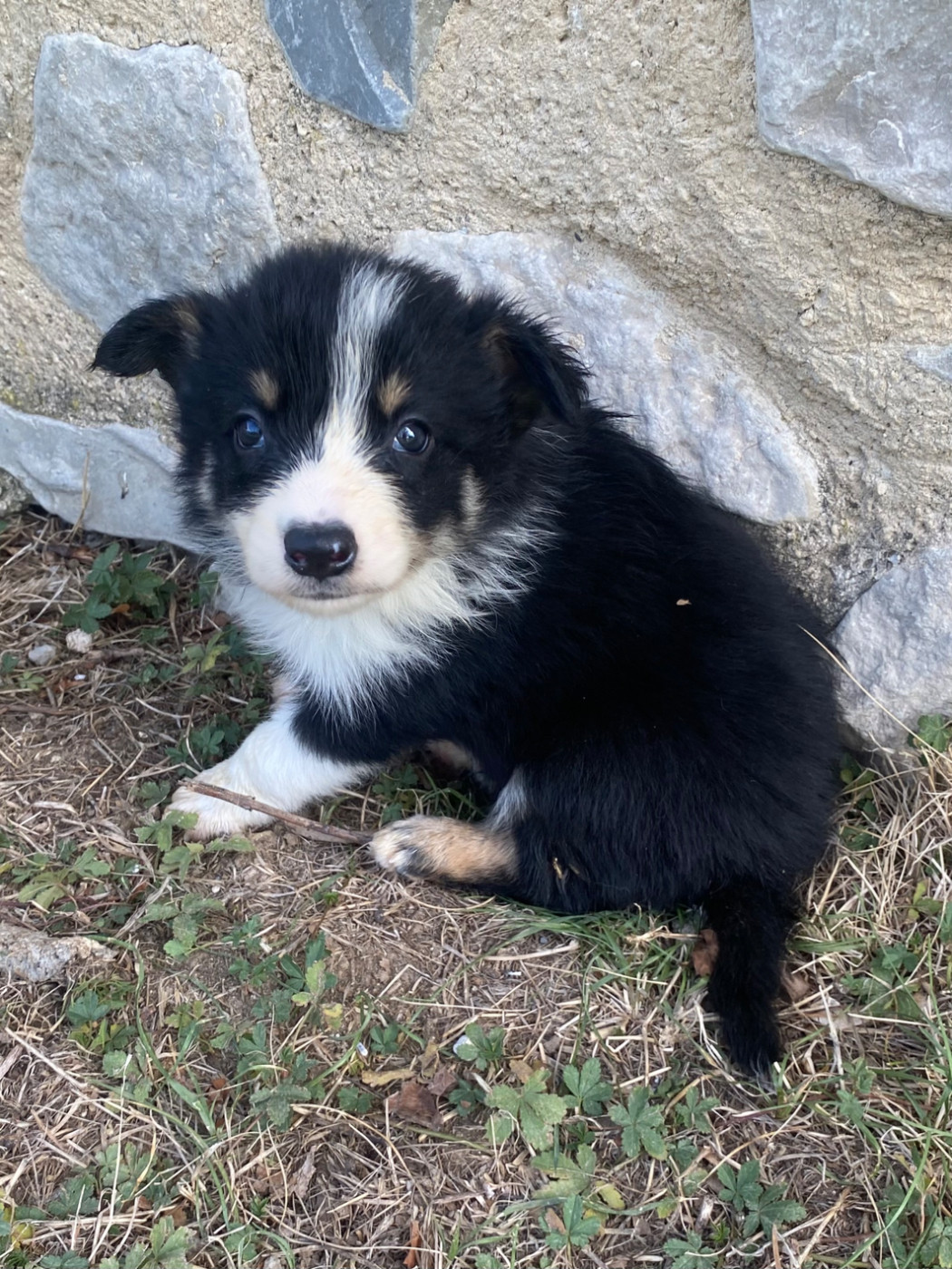 De L'Hubac De Lange - Chiots disponibles - Border Collie