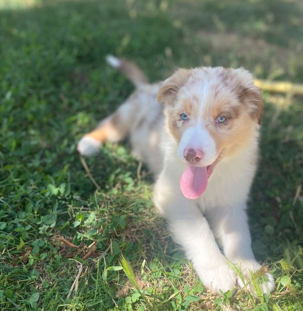 De L'Hubac De Lange - Chiots disponibles - Berger Australien