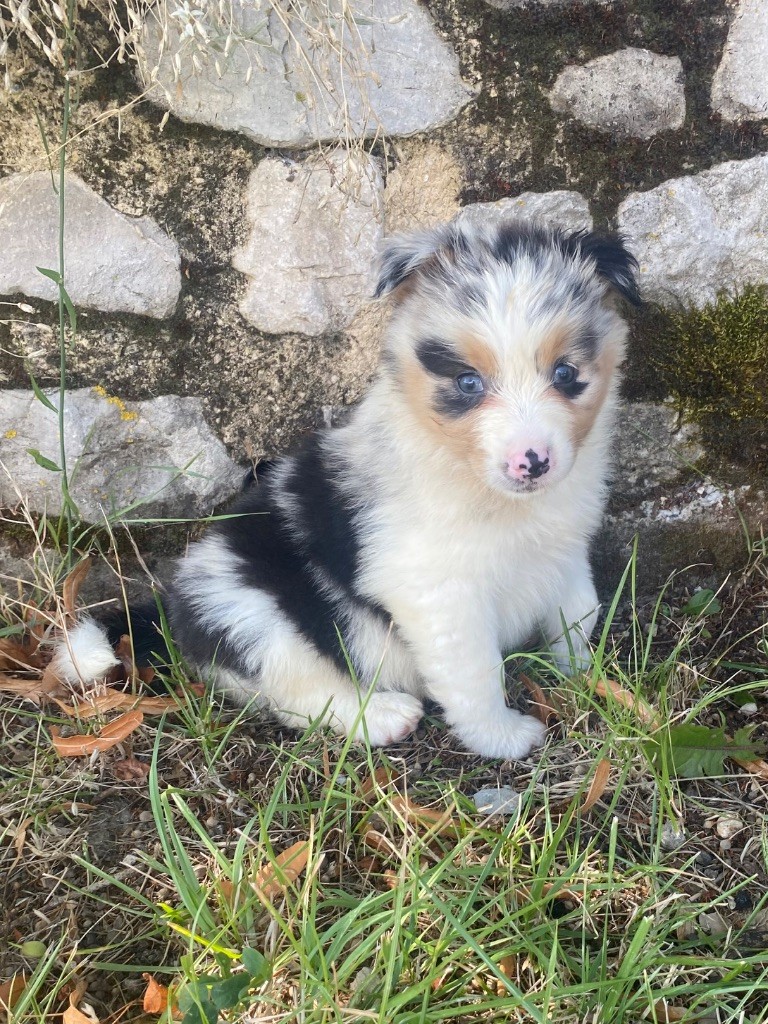 De L'Hubac De Lange - Chiots disponibles - Berger Australien