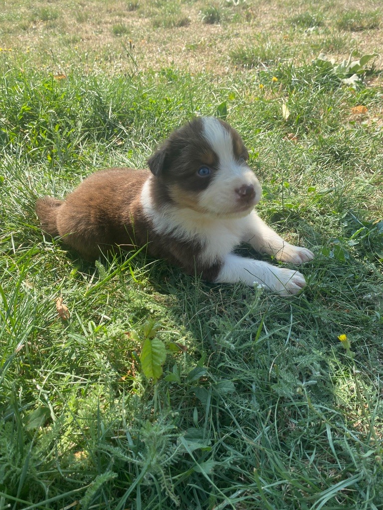 De L'Hubac De Lange - Chiots disponibles - Berger Australien