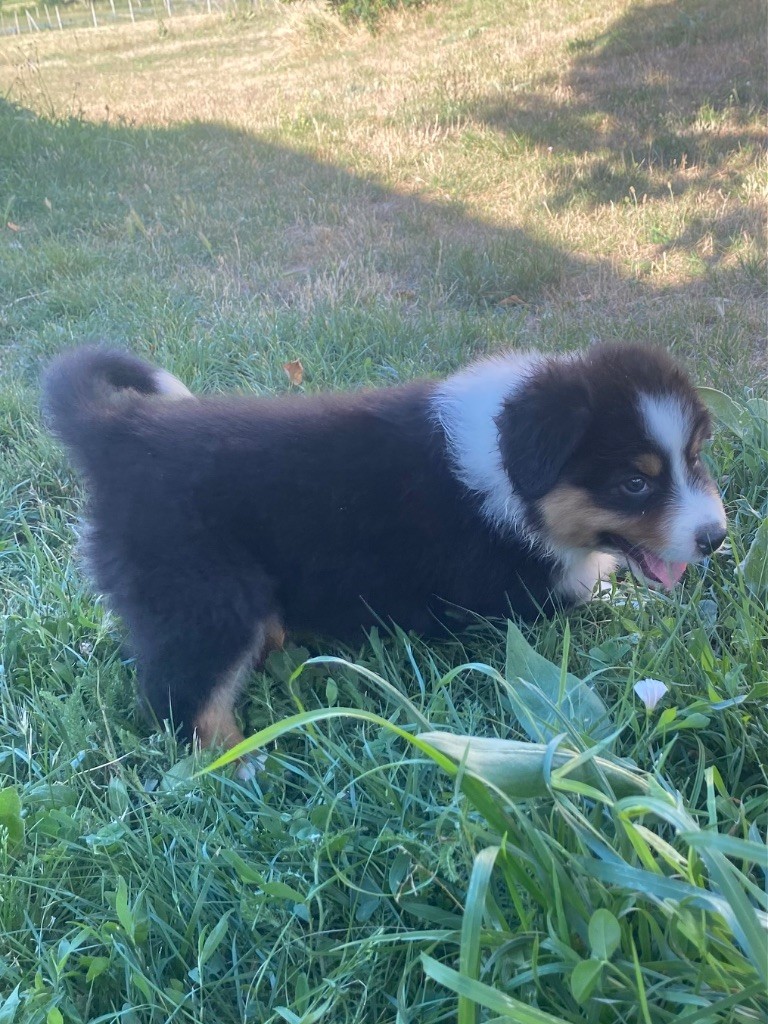 De L'Hubac De Lange - Chiots disponibles - Berger Australien
