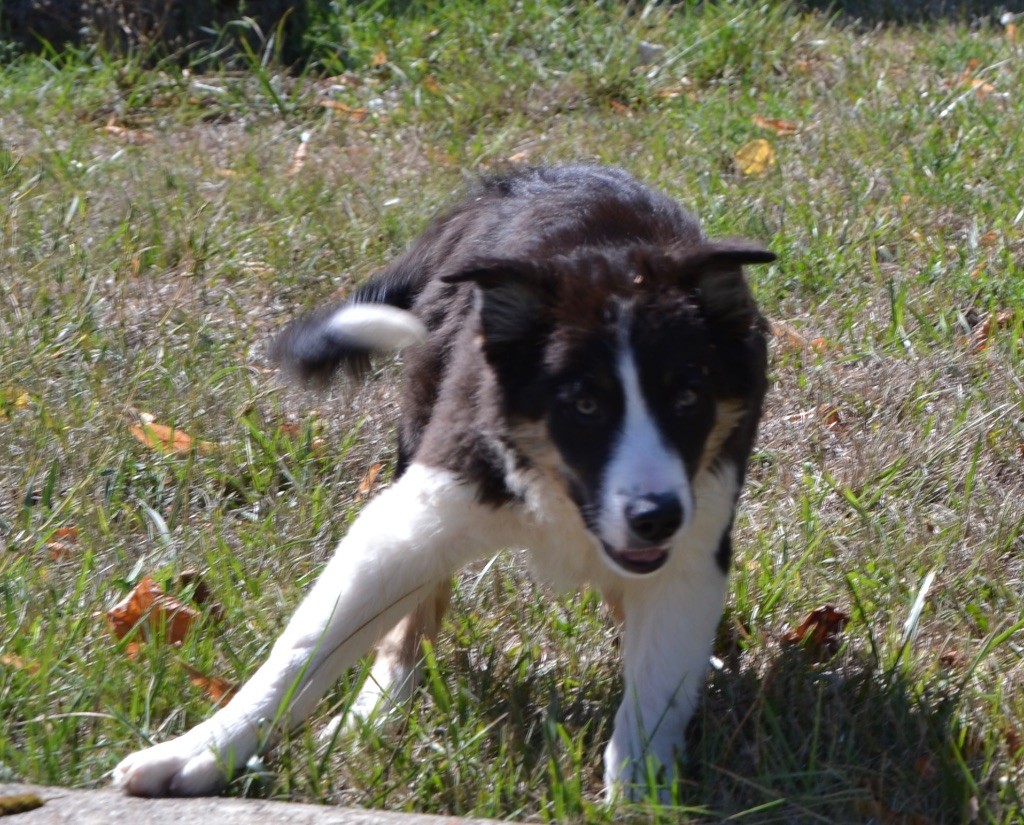 De L'Hubac De Lange - Chiots disponibles - Border Collie