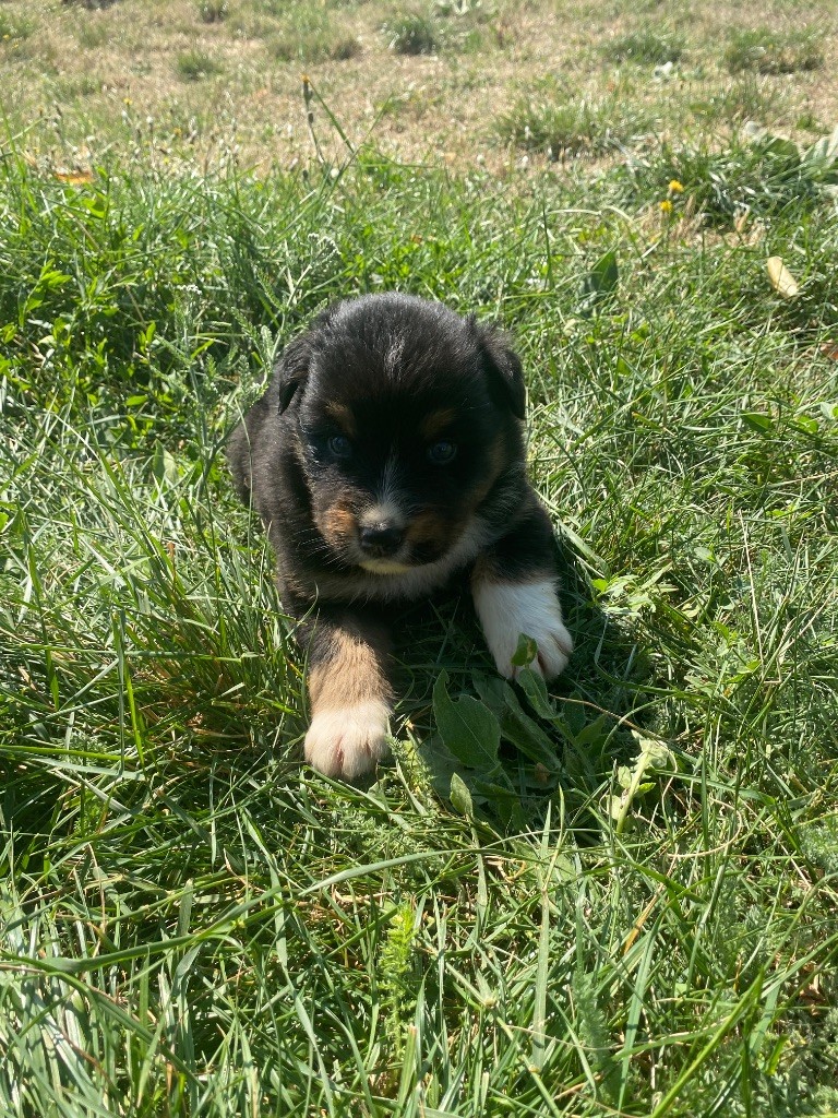 De L'Hubac De Lange - Chiots disponibles - Berger Australien