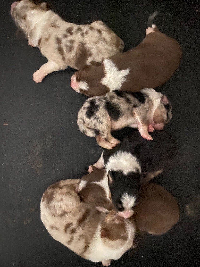 Chiot Berger Australien De L'Hubac De Lange