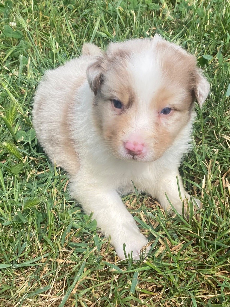 De L'Hubac De Lange - Chiots disponibles - Berger Australien