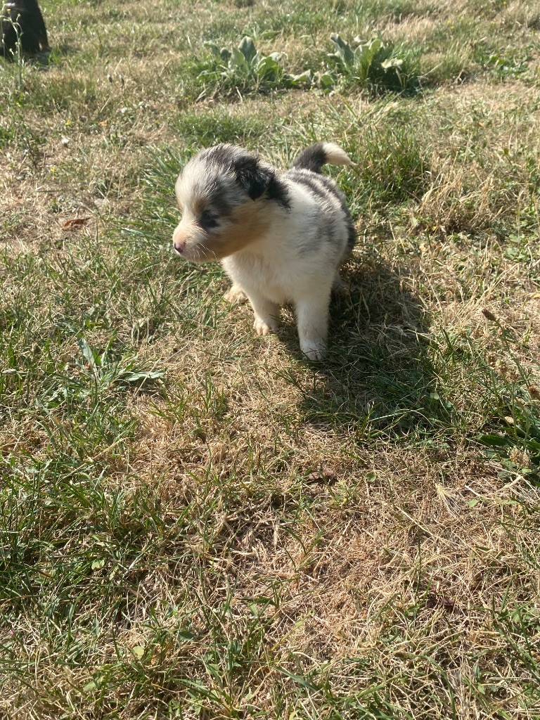 De L'Hubac De Lange - Chiots disponibles - Berger Australien