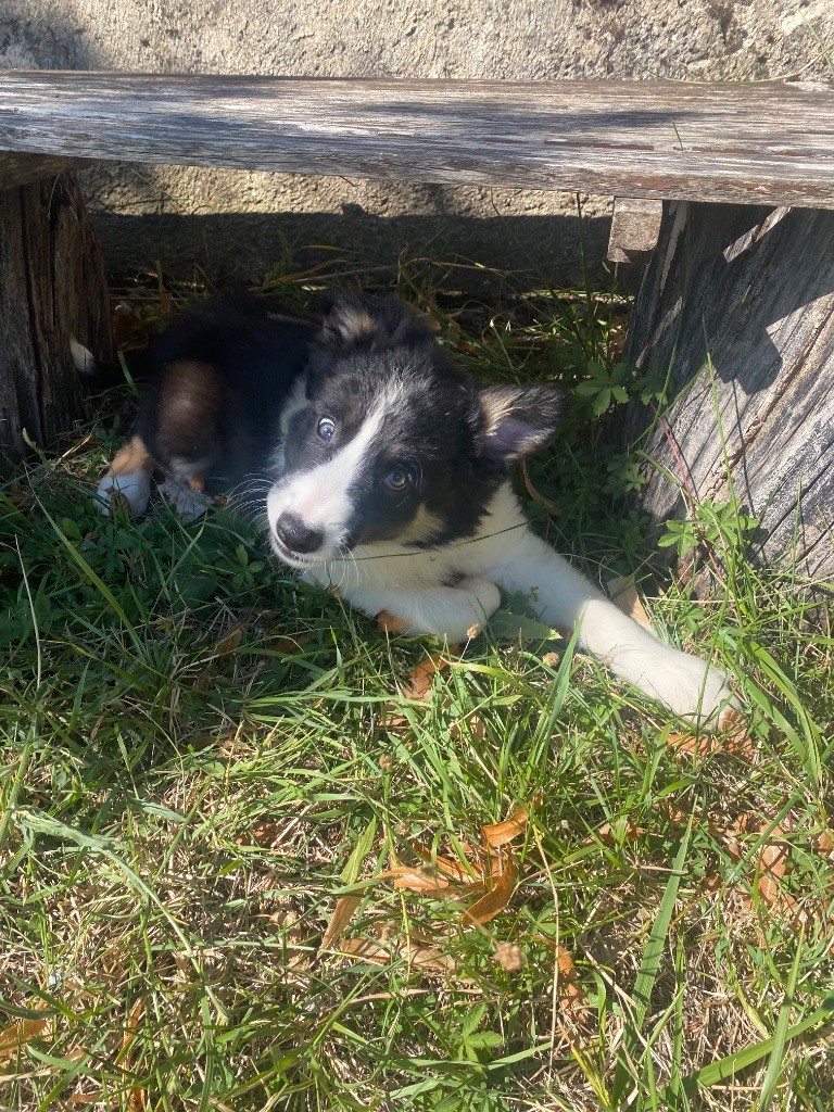 De L'Hubac De Lange - Chiots disponibles - Border Collie