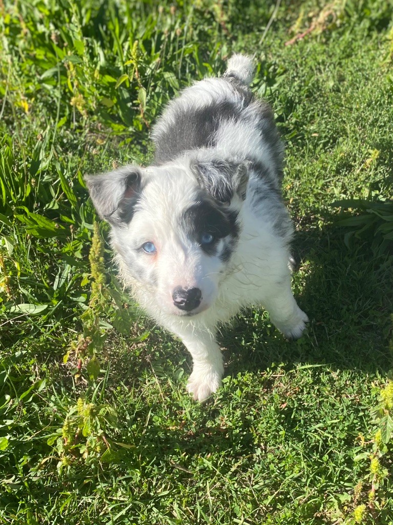 De L'Hubac De Lange - Chiots disponibles - Border Collie