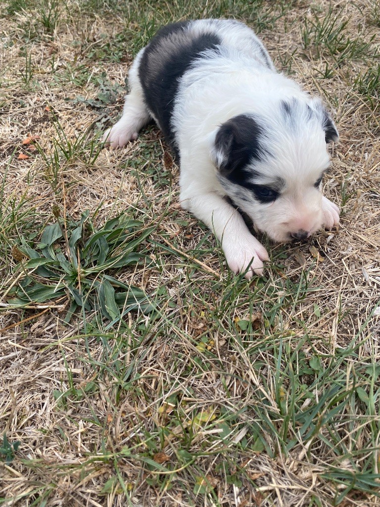De L'Hubac De Lange - Chiots disponibles - Border Collie