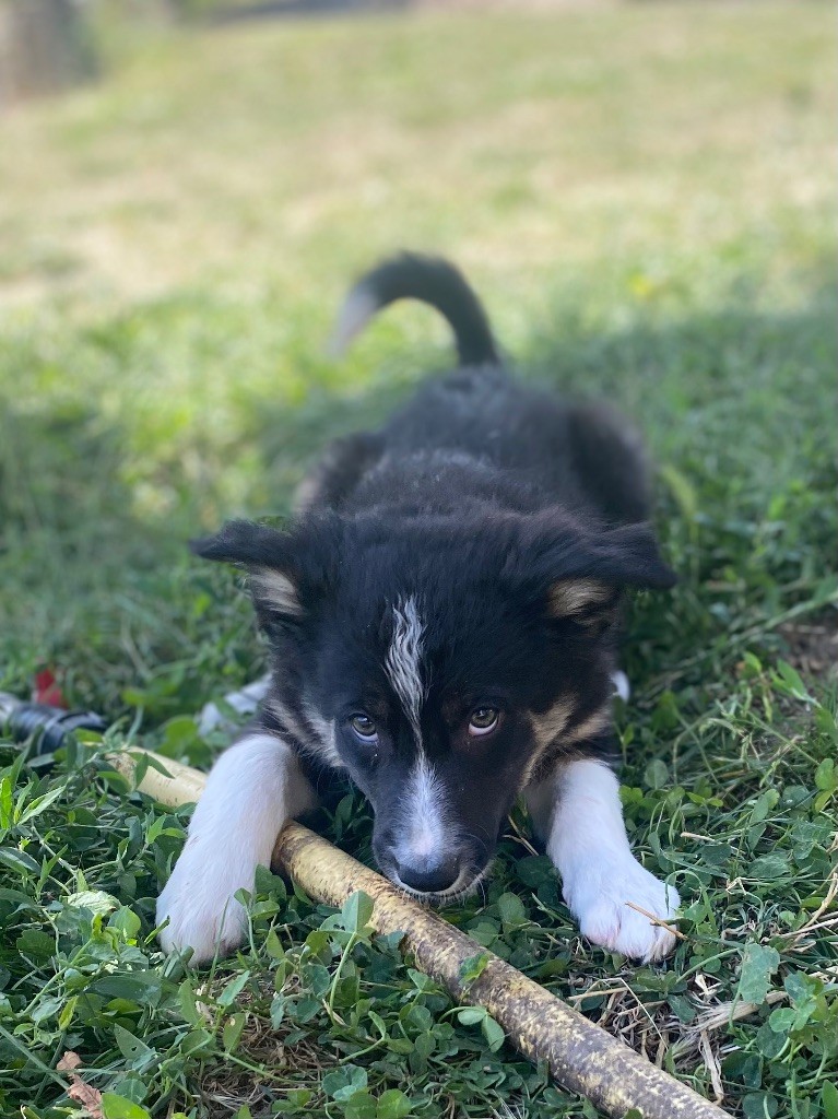 De L'Hubac De Lange - Chiots disponibles - Border Collie