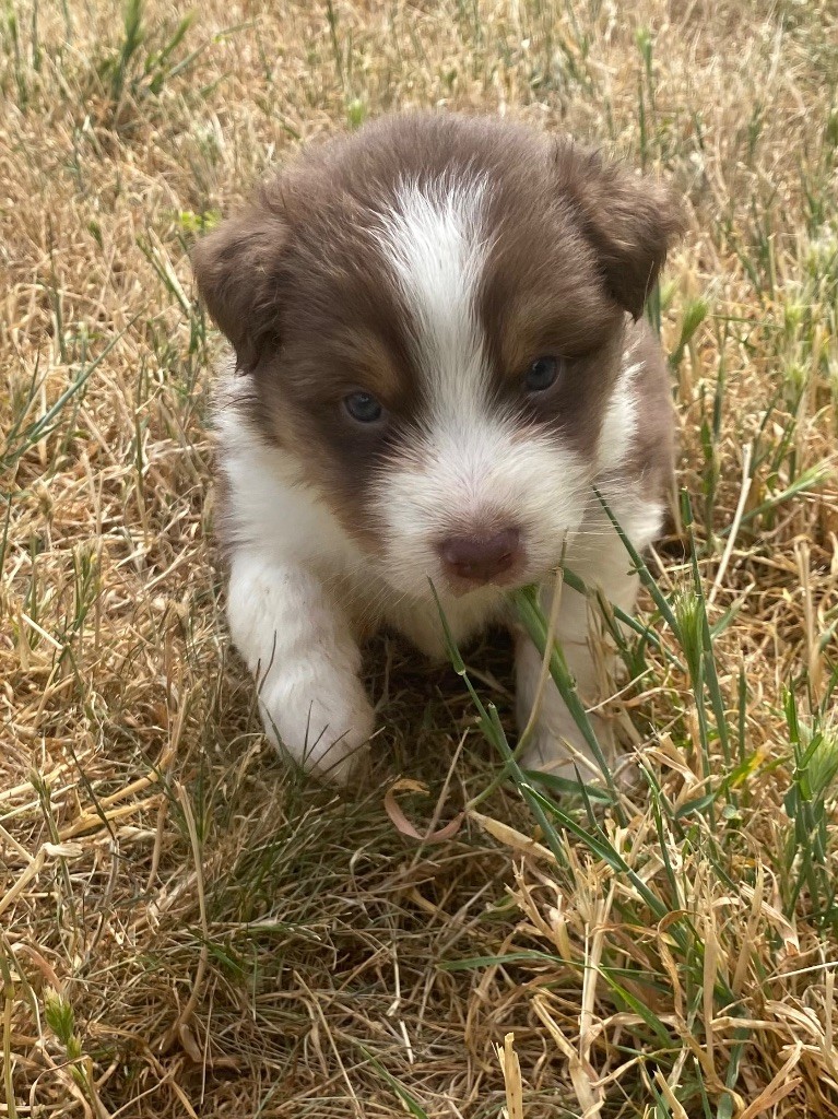 De L'Hubac De Lange - Chiots disponibles - Berger Australien