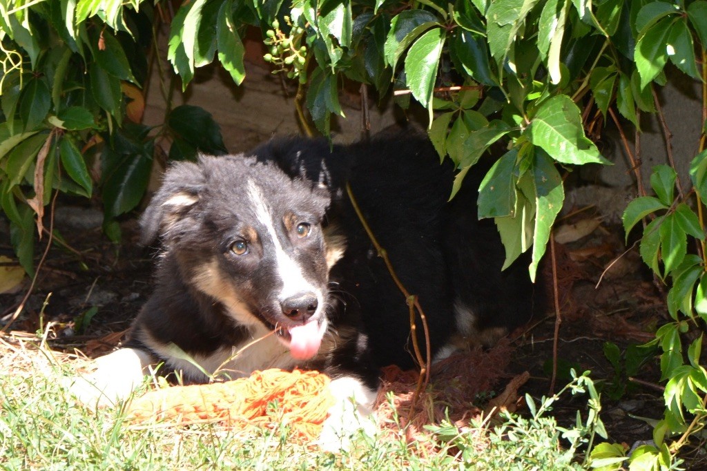 De L'Hubac De Lange - Chiots disponibles - Border Collie