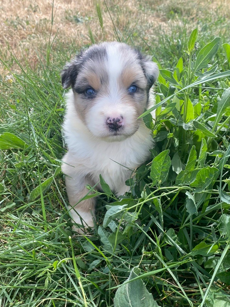 De L'Hubac De Lange - Chiots disponibles - Berger Australien