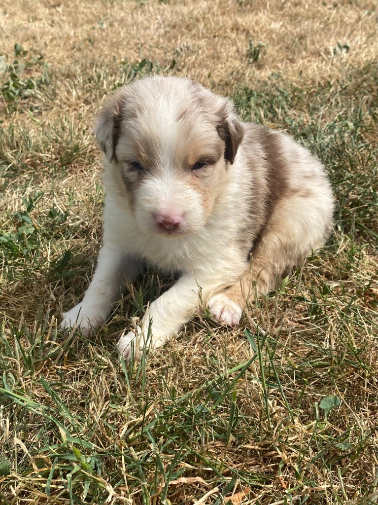 De L'Hubac De Lange - Chiots disponibles - Berger Australien