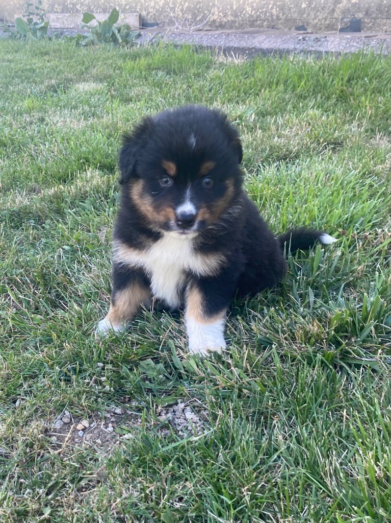 De L'Hubac De Lange - Chiots disponibles - Berger Australien