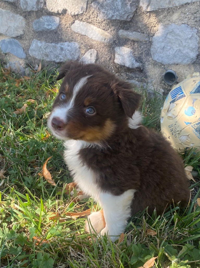 De L'Hubac De Lange - Chiots disponibles - Berger Australien