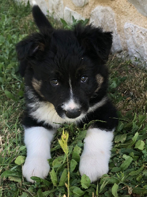 CHIOT 4