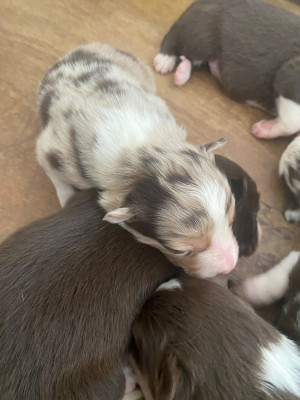 ROUGE MERLE