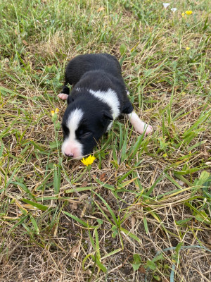 CHIOT 8