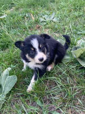 CHIOT 2