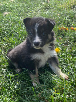 CHIOT 4