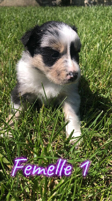 CHIOT 6