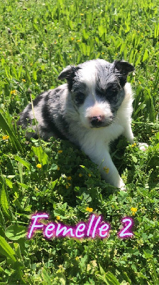 CHIOT 7