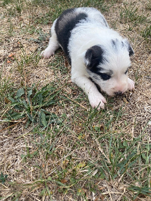 CHIOT 3