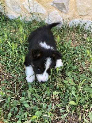 CHIOT 5