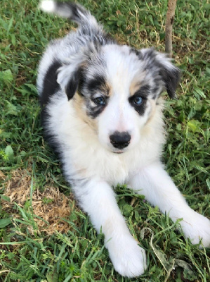 CHIOT 3