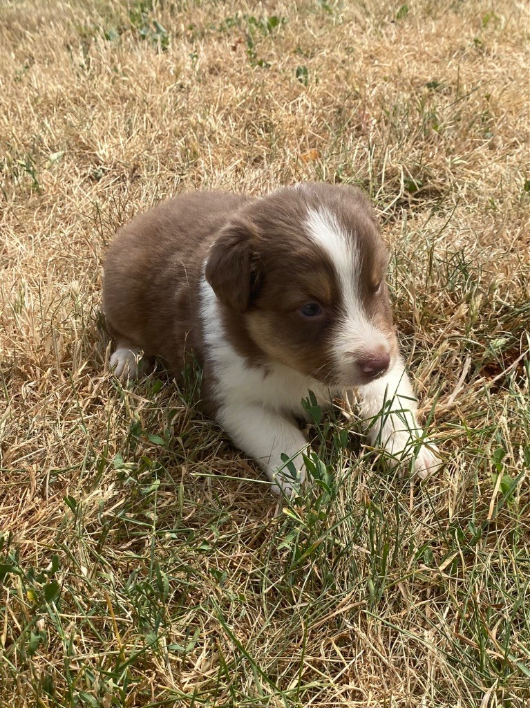 De L'Hubac De Lange - Chiots disponibles - Berger Australien