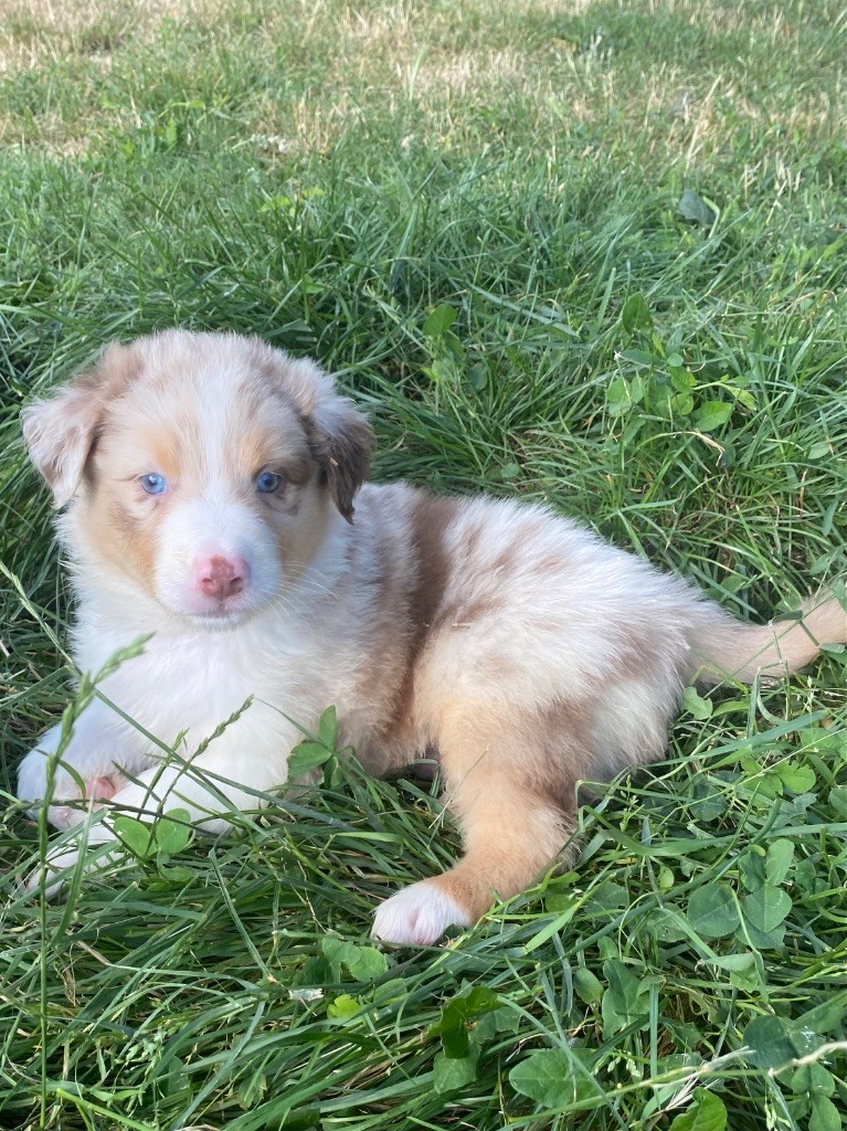 De L'Hubac De Lange - Chiots disponibles - Berger Australien