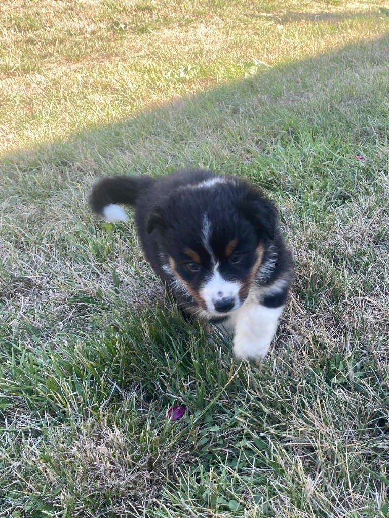 De L'Hubac De Lange - Chiots disponibles - Berger Australien