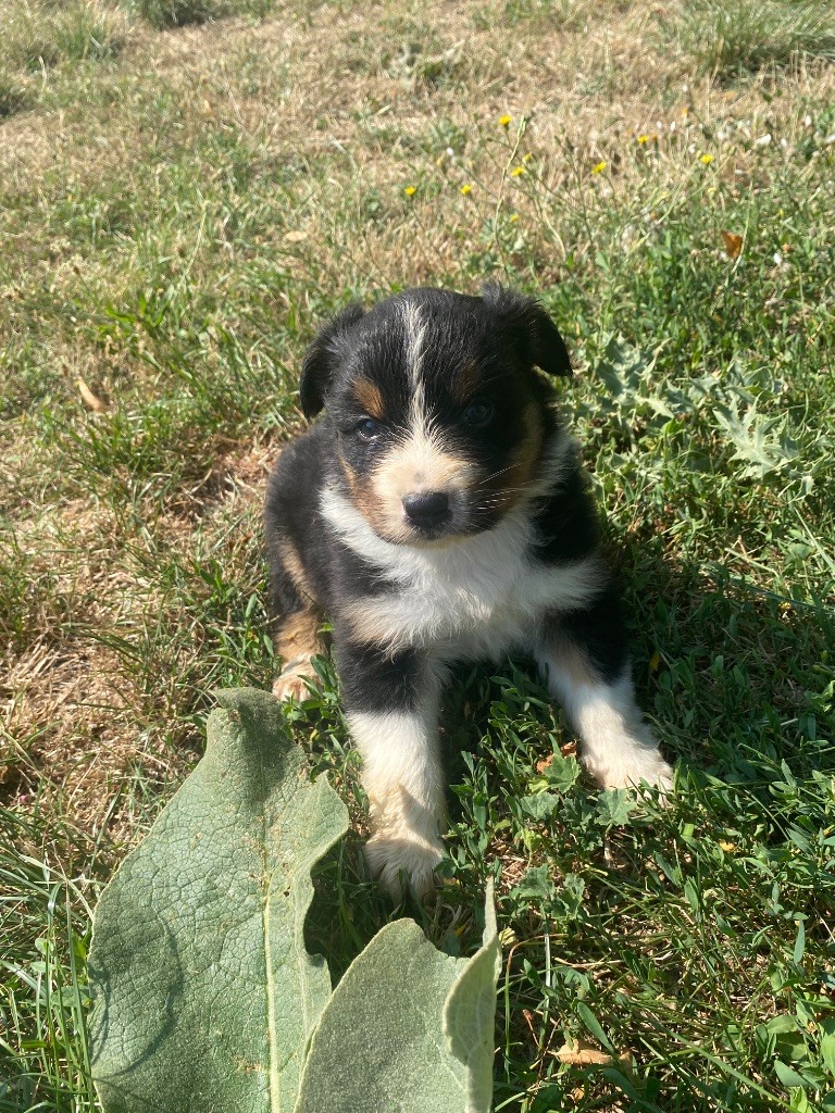 De L'Hubac De Lange - Chiots disponibles - Berger Australien