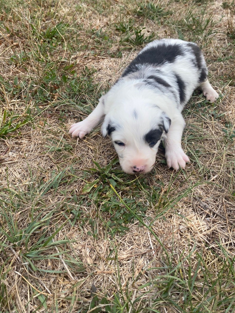 De L'Hubac De Lange - Chiots disponibles - Border Collie
