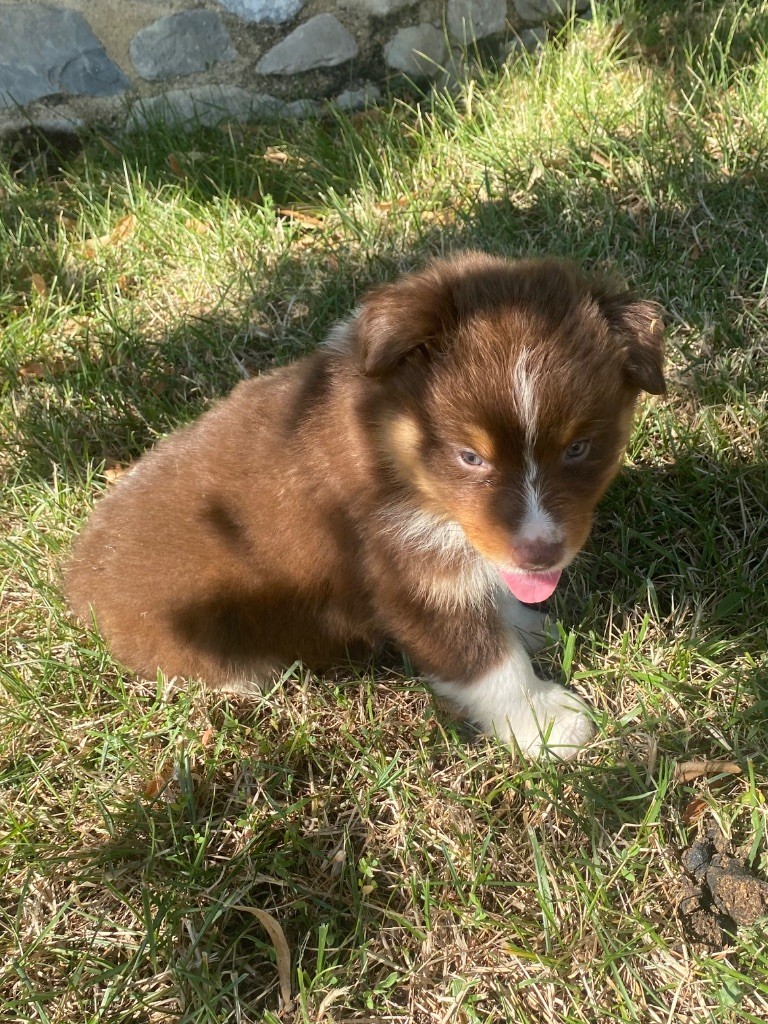 De L'Hubac De Lange - Chiots disponibles - Berger Australien