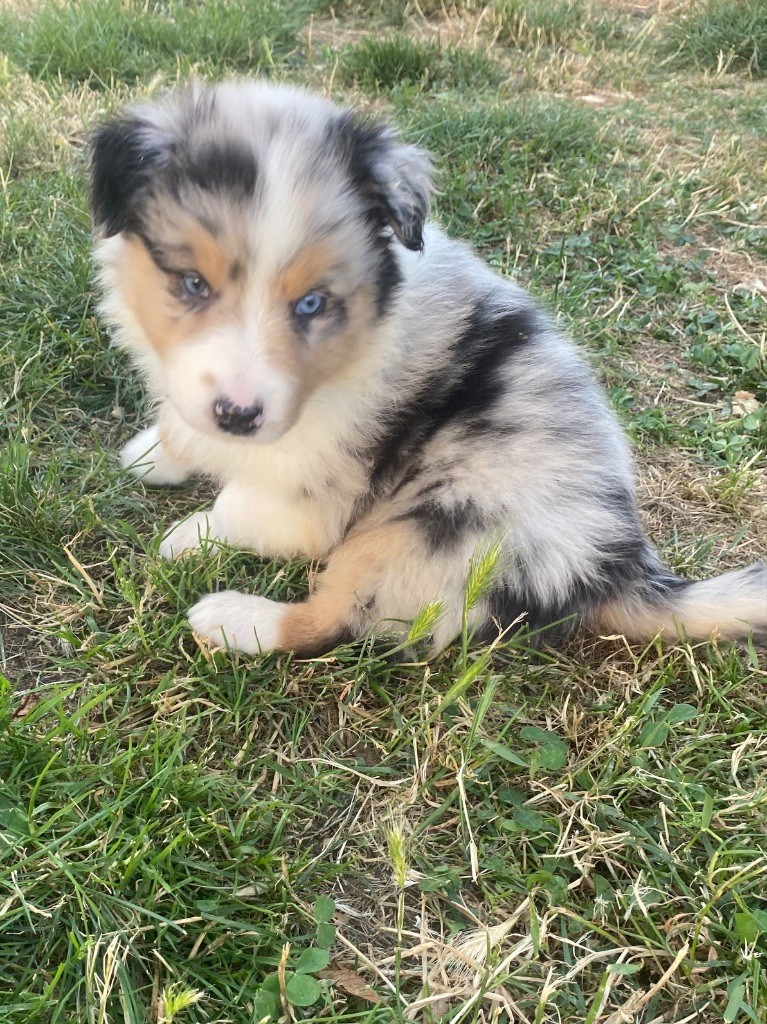 De L'Hubac De Lange - Chiots disponibles - Berger Australien