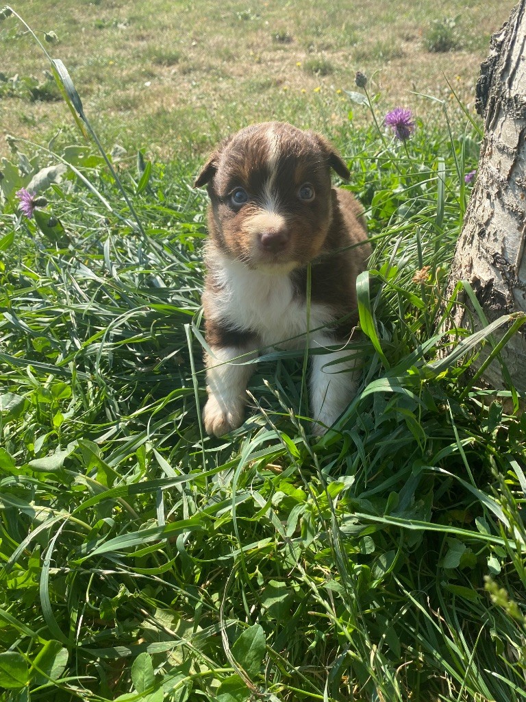 De L'Hubac De Lange - Chiots disponibles - Berger Australien