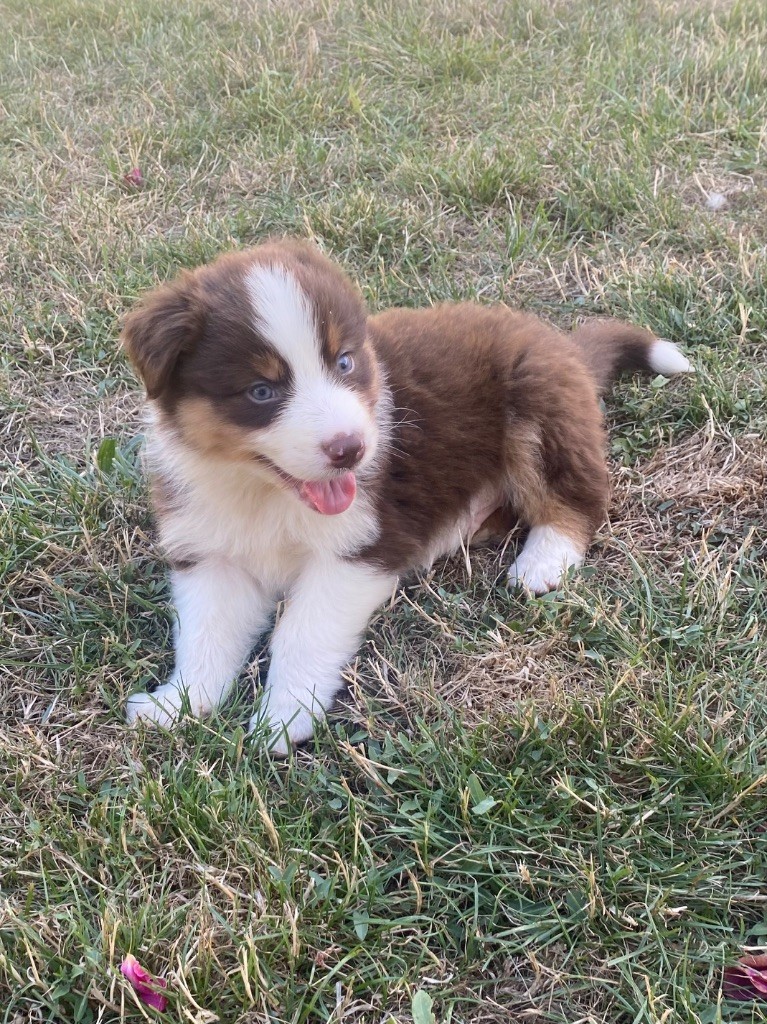 De L'Hubac De Lange - Chiots disponibles - Berger Australien