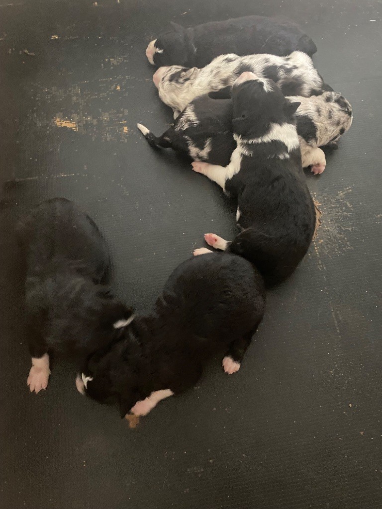 Chiot Border Collie De L'Hubac De Lange