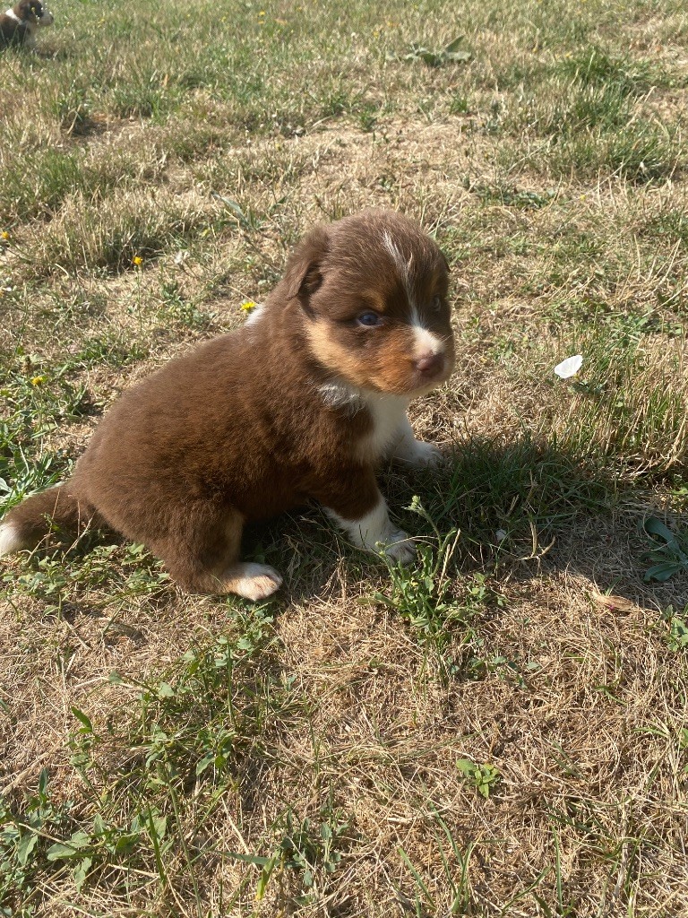 De L'Hubac De Lange - Chiots disponibles - Berger Australien
